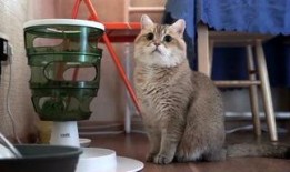 萌宠视频最近爆料大全下载,可爱瞬间尽收眼底